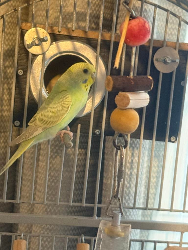 Twee prachtige vogels, Mannelijk, Parkiet