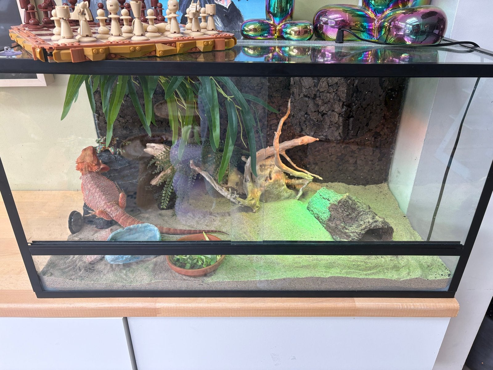 Baardagaam Ginger inclusief terrarium en toebehoren