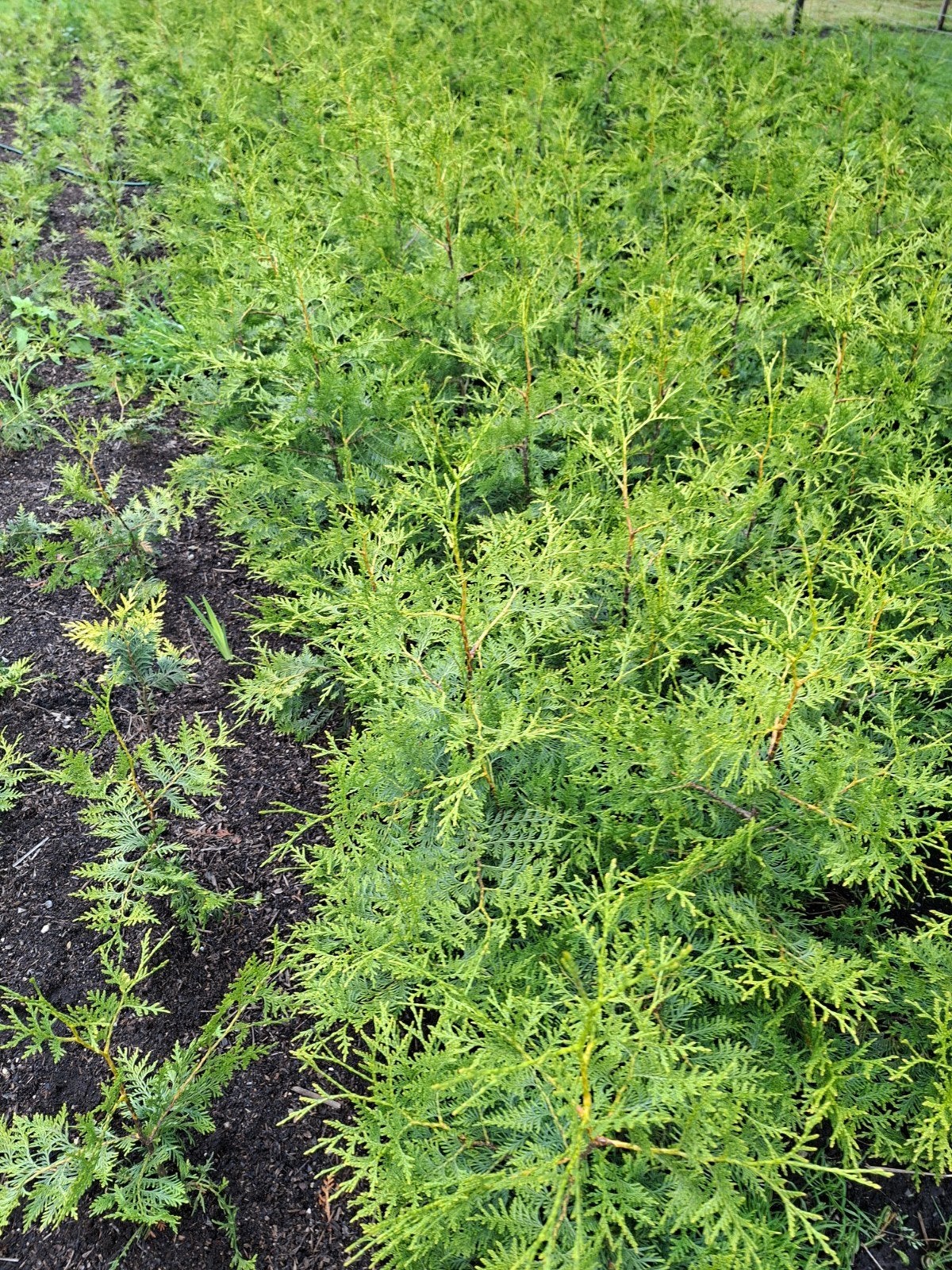 Thuja Brabant - Groenblijvende Conifeer voor Hoge Hegen, Overige soorten, Volle zon, Vaste plant, Ophalen of Verzenden