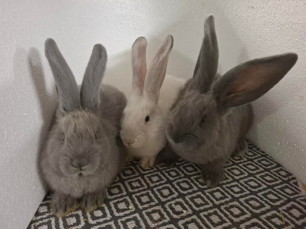 Vlaamse reus, Dieren en Toebehoren, Vrouwelijk, Groot