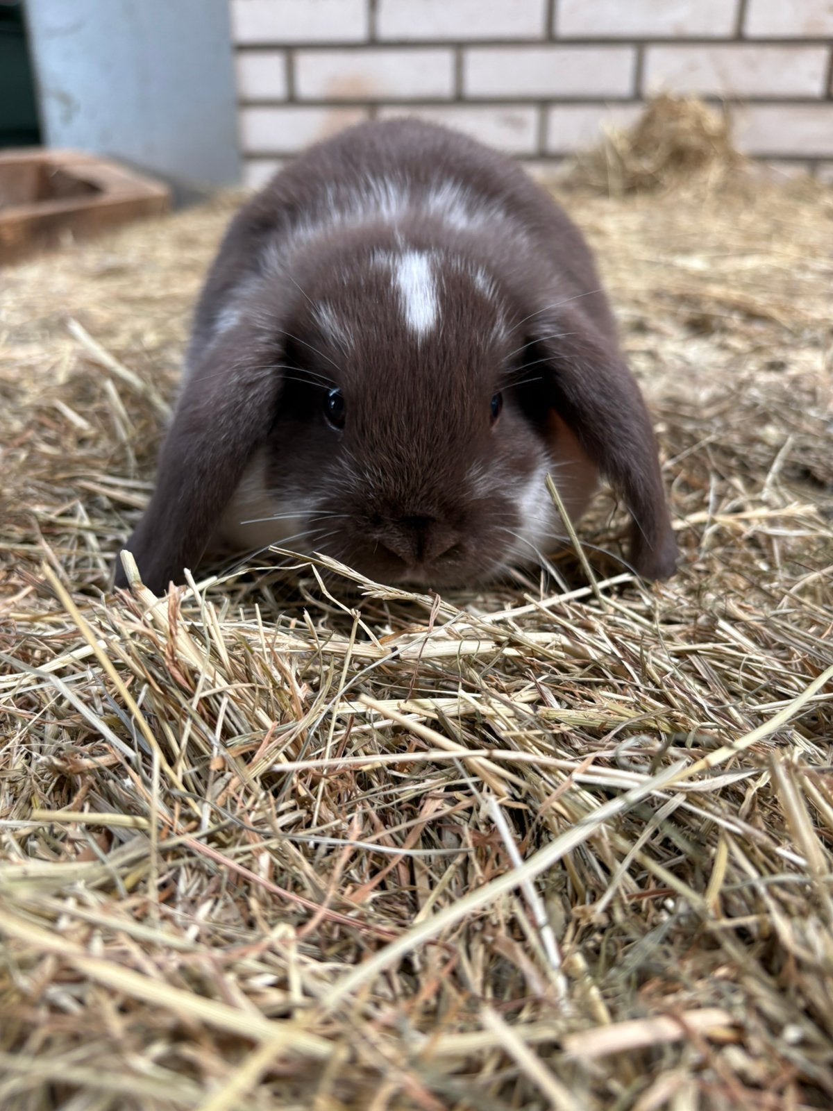 Nhd choco bonte voedster, Dieren en Toebehoren, Vrouwelijk, Dwerg, Hangoor, 0 tot 2 jaar