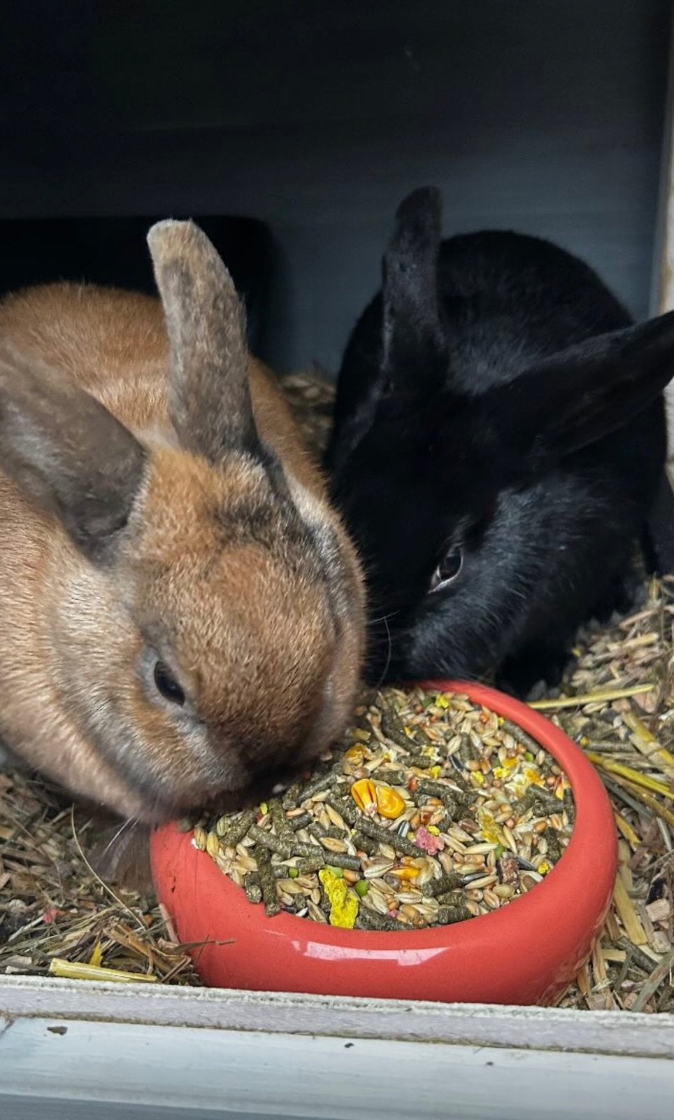 Konijnen icl alles, Meerdere dieren, Dwerg