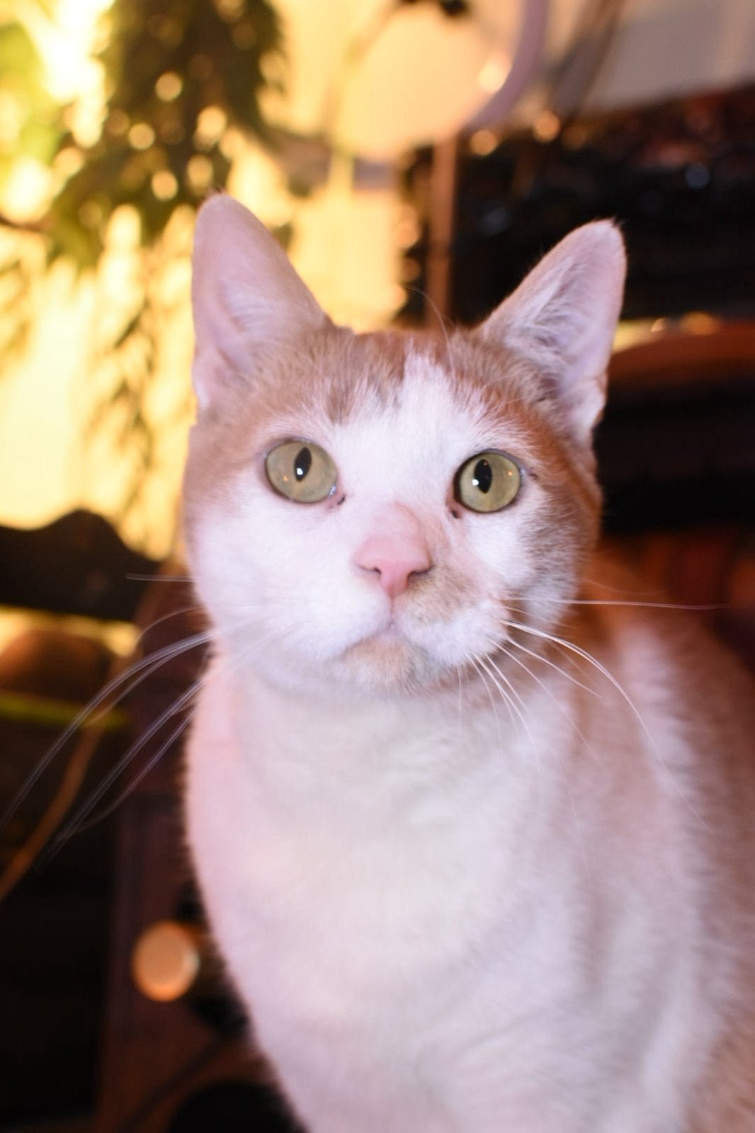 Kater Bobbie zoekt zijn forever home, Kater, Kortharig, 3 tot 5 jaar