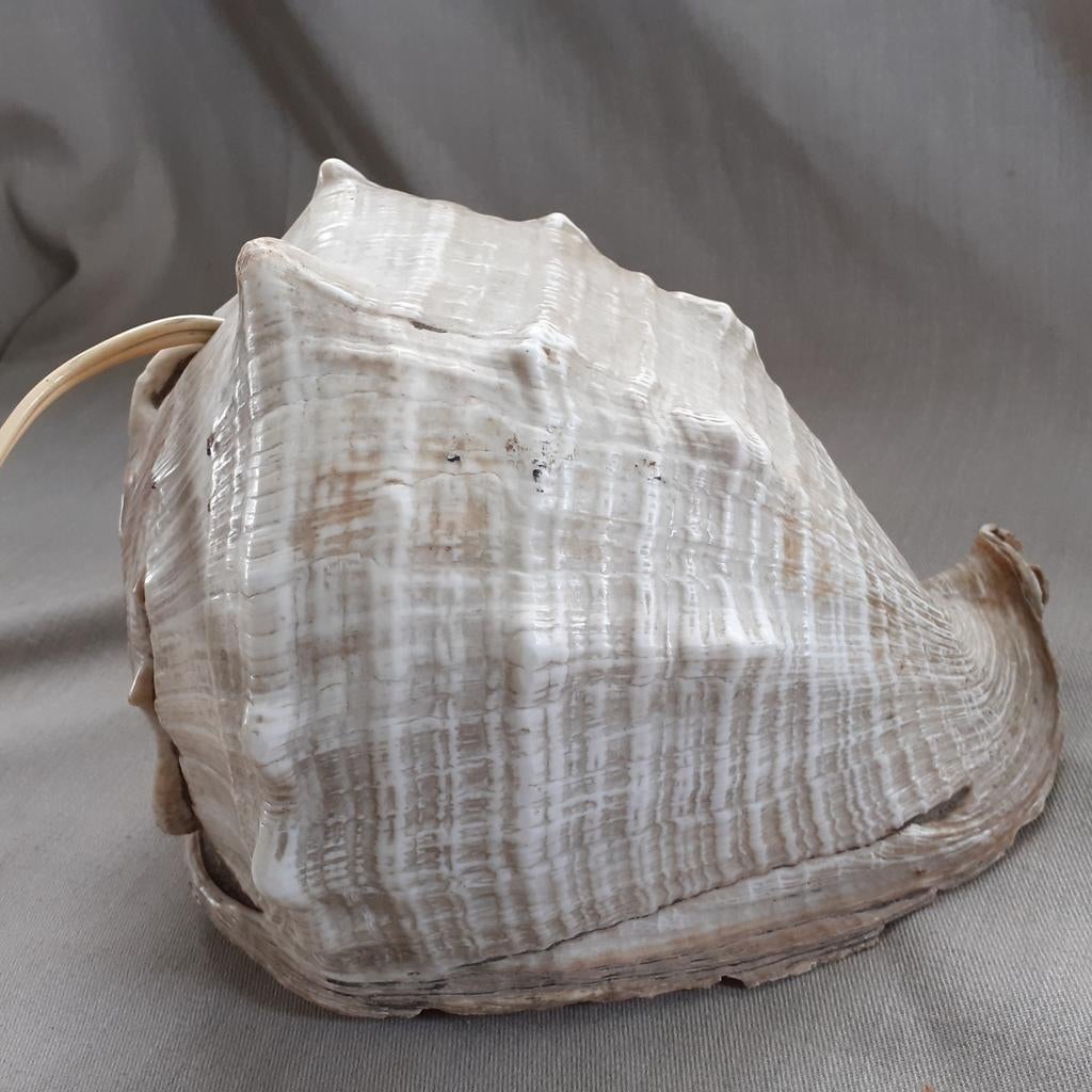 Retro, vintage schelplamp, Ophalen of Verzenden