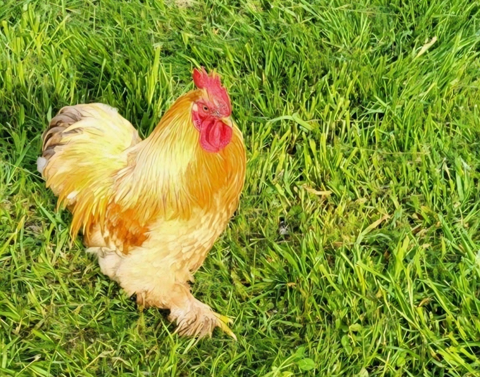 2 cochine hanen, Dieren en Toebehoren, Pluimvee, Mannelijk, Kip