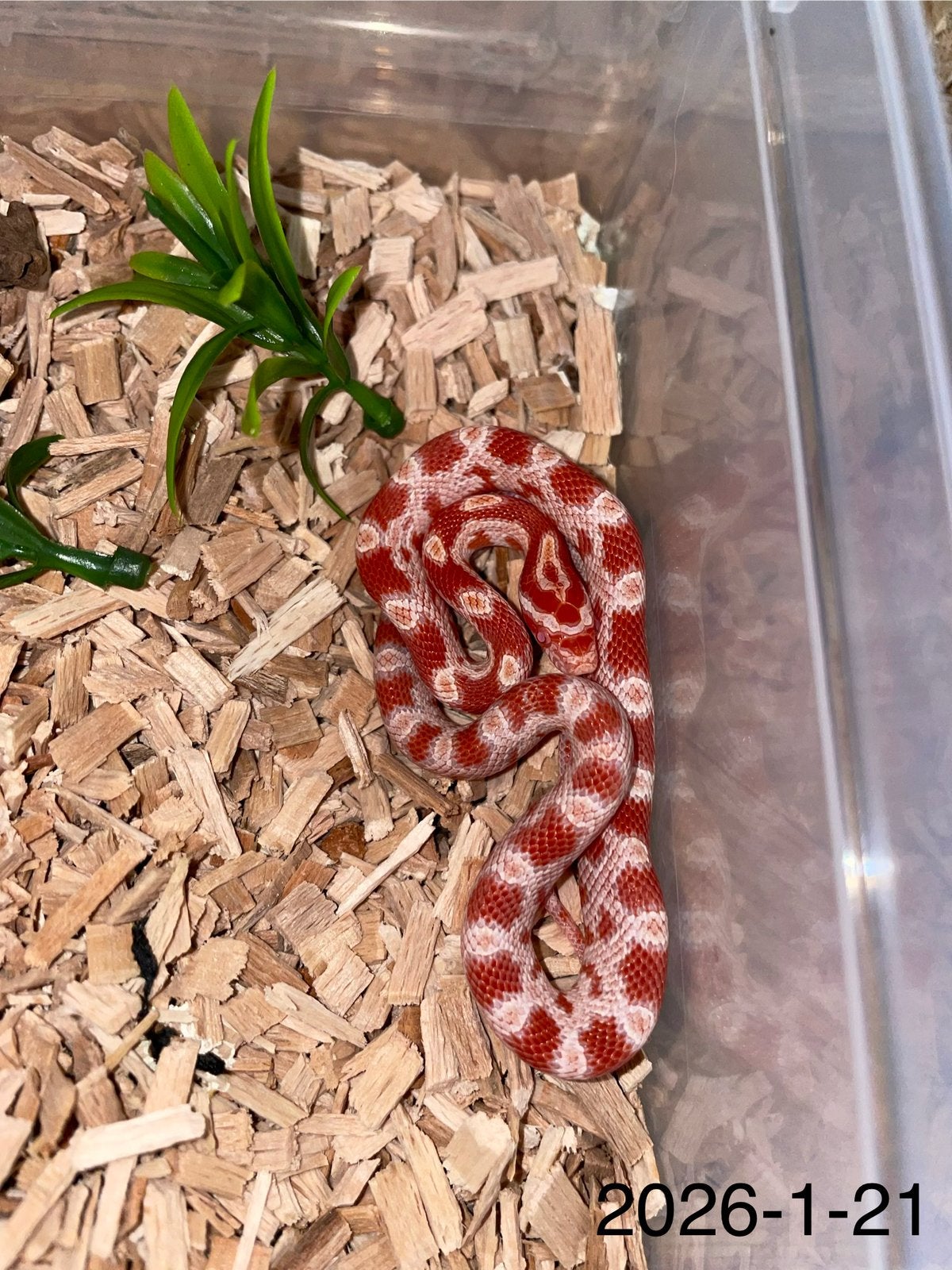 Jonge Rattenslangen div morphs Rat Snake photo 21