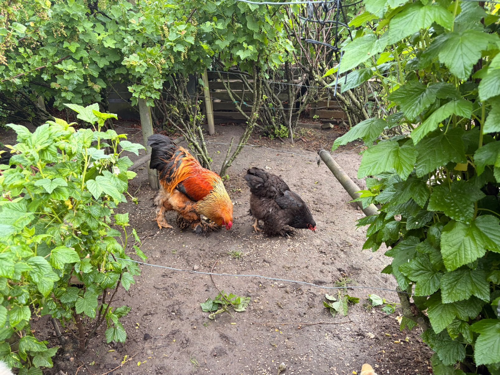 Brahma hen, Brahma’s, hen, kippen, Dieren en Toebehoren, Pluimvee, Vrouwelijk, Kip