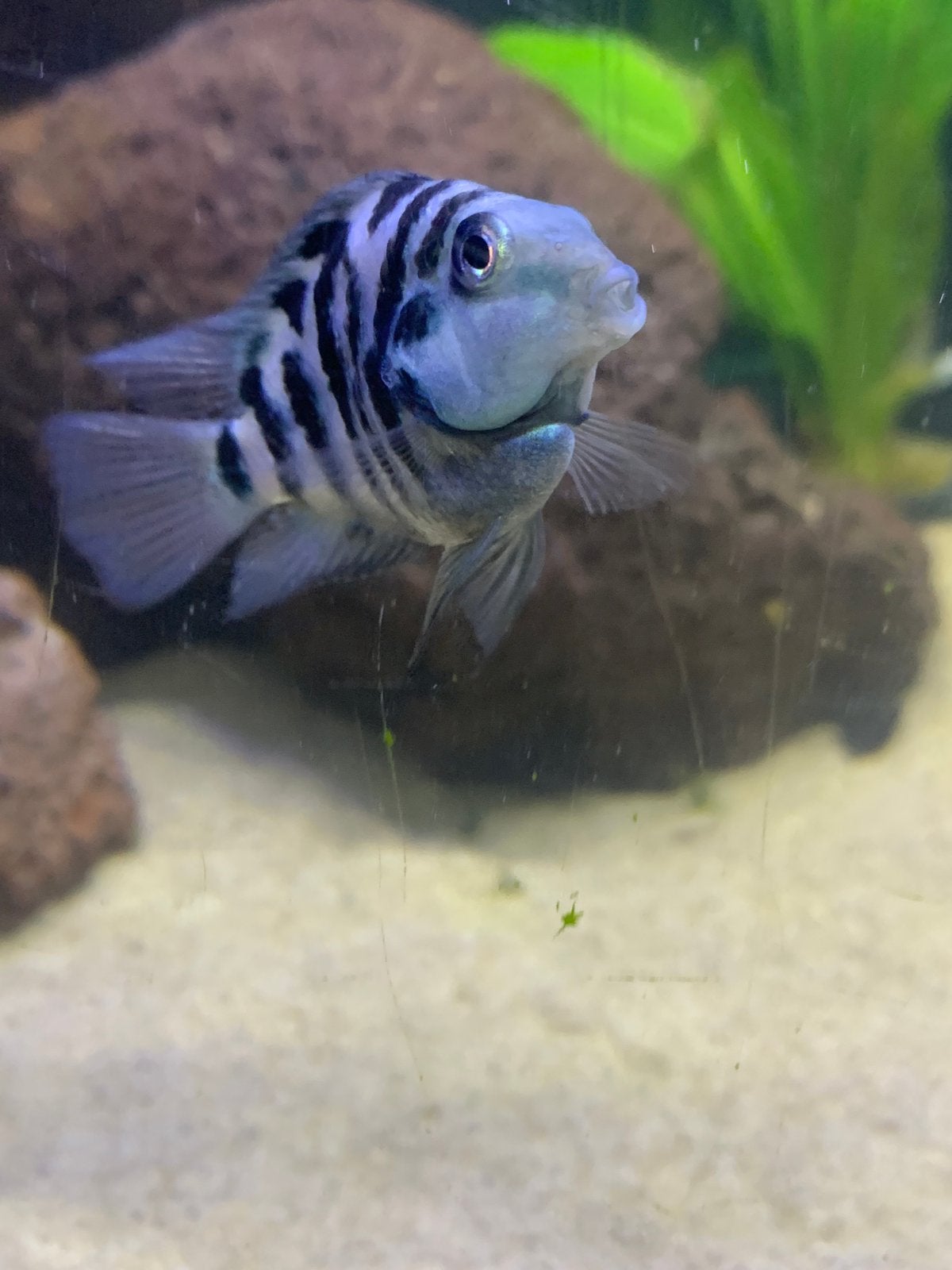 Zebra cichlide, Vis