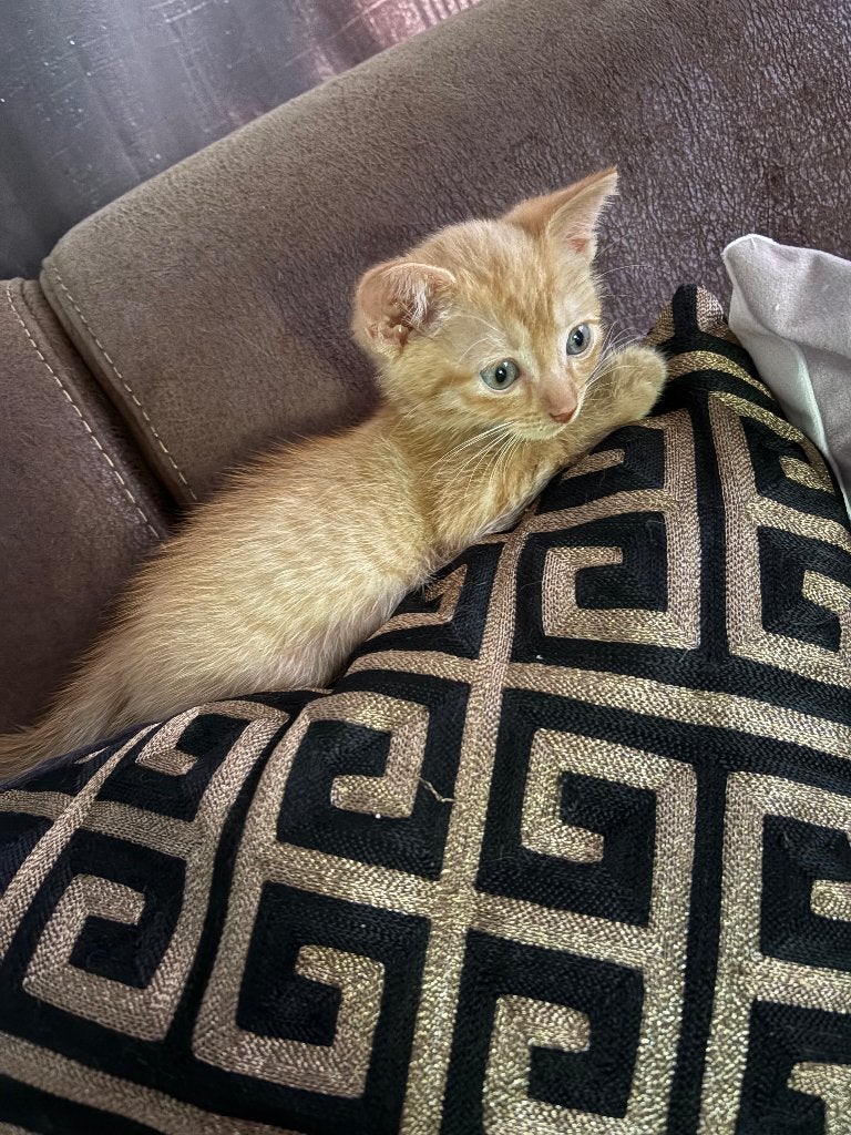 3 Kittens — 23 Juni, Dieren en Toebehoren, Katten en Kittens | Raskatten | Korthaar, Meerdere dieren, Ontwormd, 0 tot 2 jaar