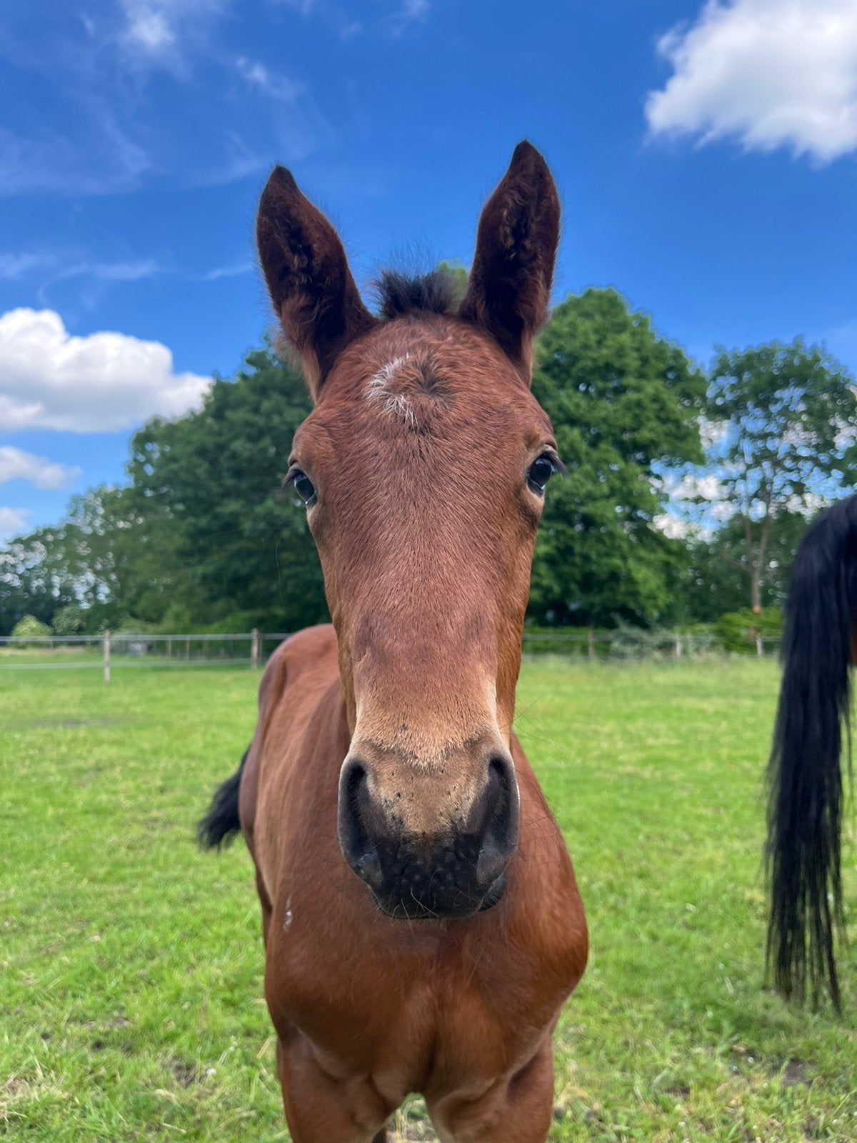 Merrie veulen van Red Viper te koop, Dieren en Toebehoren, Paarden