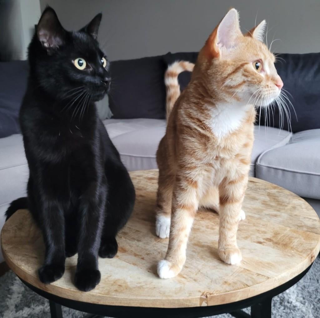 2 lieve katten zoeken forever home, Meerdere dieren, Gechipt, 0 tot 2 jaar