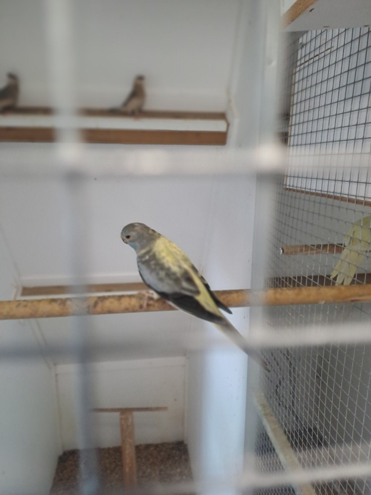 Grijs opeline splitwitborst pop, Dieren en Toebehoren, Vogels | Parkieten en Papegaaien, Vrouwelijk, Parkiet