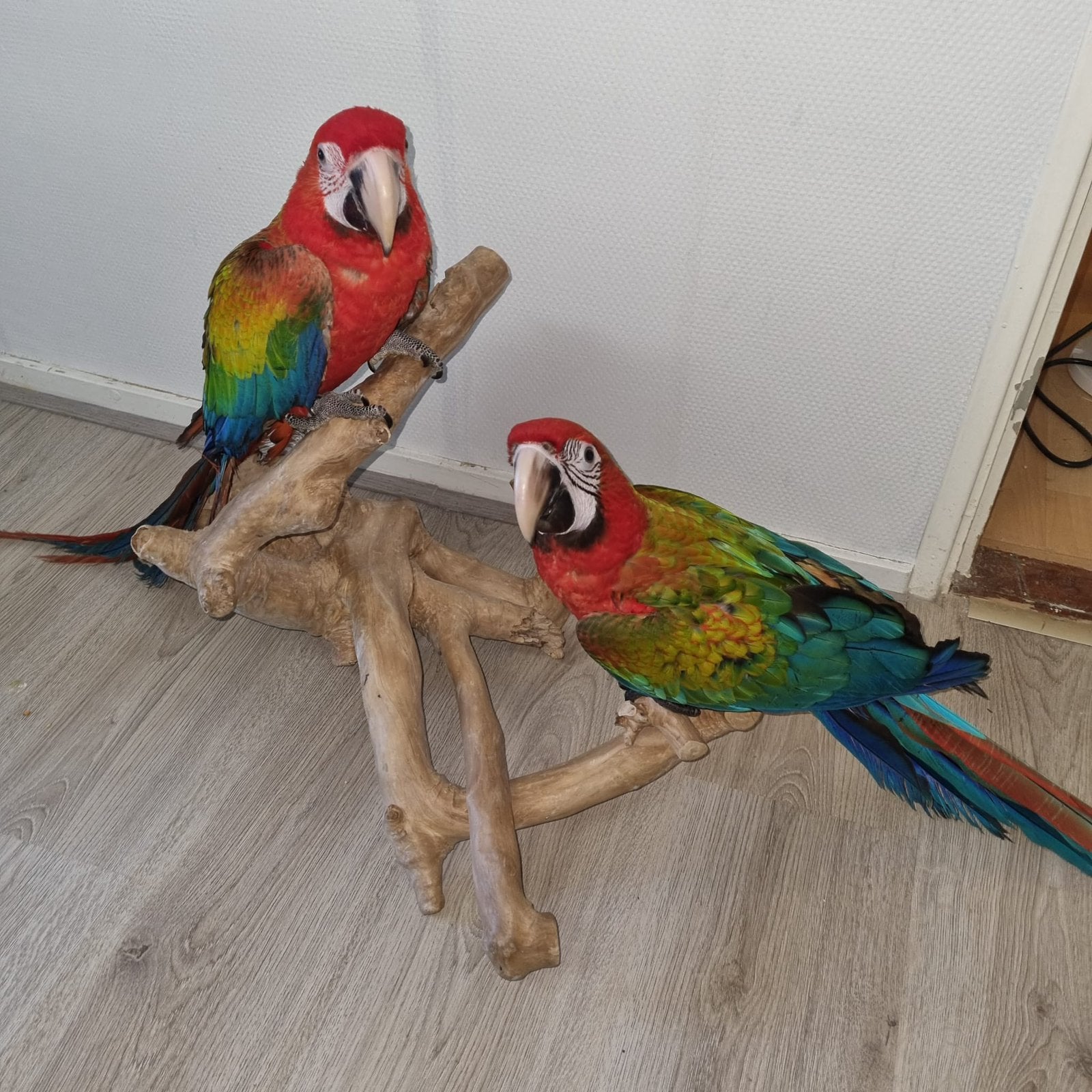 Ara tropicana, Dieren en Toebehoren, Vrouwelijk, Papegaai, Tam