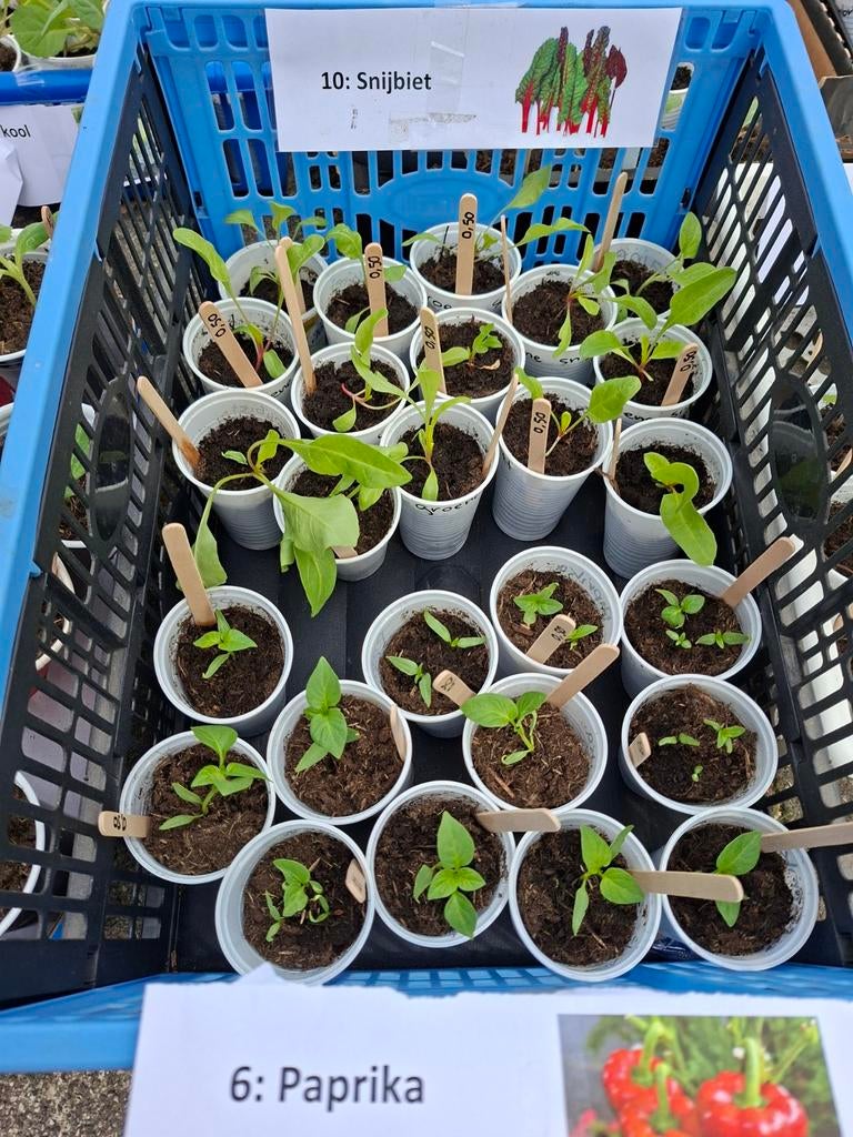 Moestuin planten snijbiet en paprika, Ophalen, Eenjarig, Groenteplanten, Volle zon