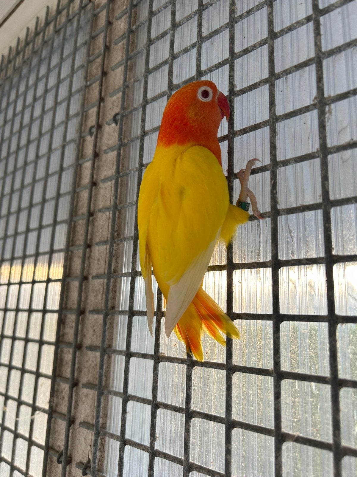 Meerdere Lutino Opaline Agapornisen Fischeri, Dieren en Toebehoren, Meerdere dieren, Dwergpapegaai of Agapornis, Geringd