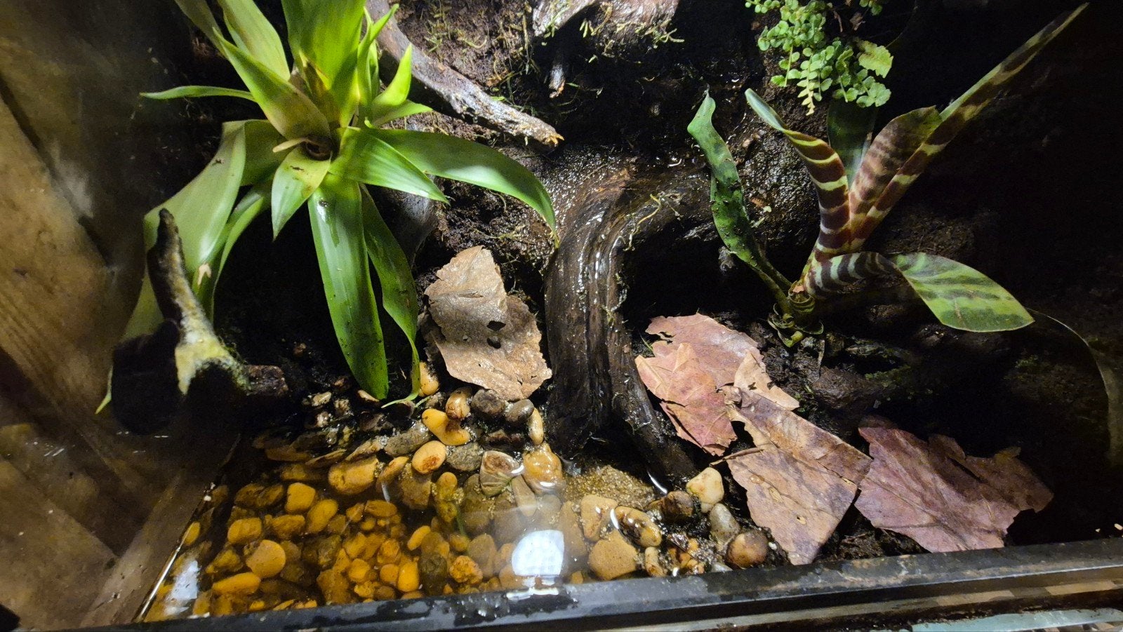 Paludarium inclusief Epipedobates Antonii vrouw., Ophalen, Zo goed als nieuw