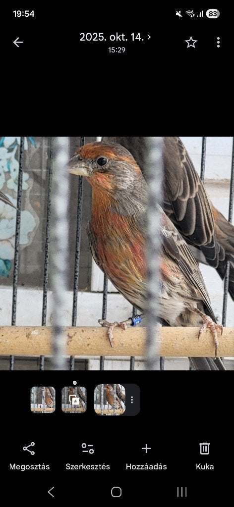 Pintyek, Meerdere dieren, Zangkanarie