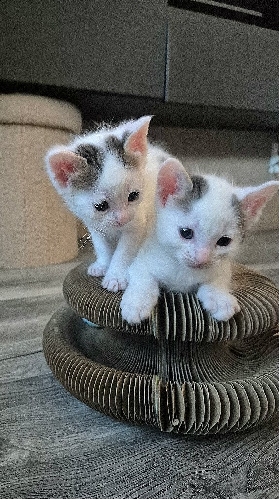 Kittens, Dieren en Toebehoren, Katten en Kittens | Raskatten | Korthaar, Kater, Ontwormd, 0 tot 2 jaar