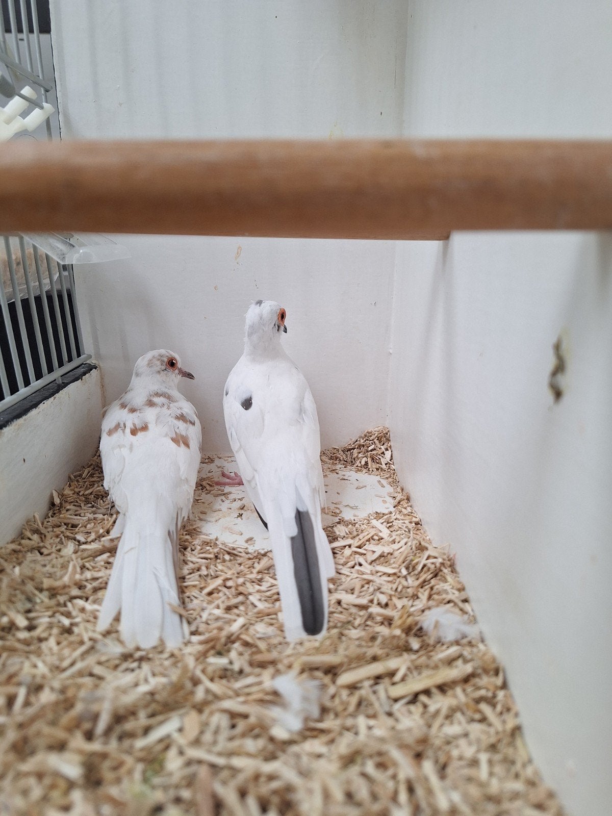 Bonte (kweekkoppels) diamantduiven, Meerdere dieren, Tropenvogel