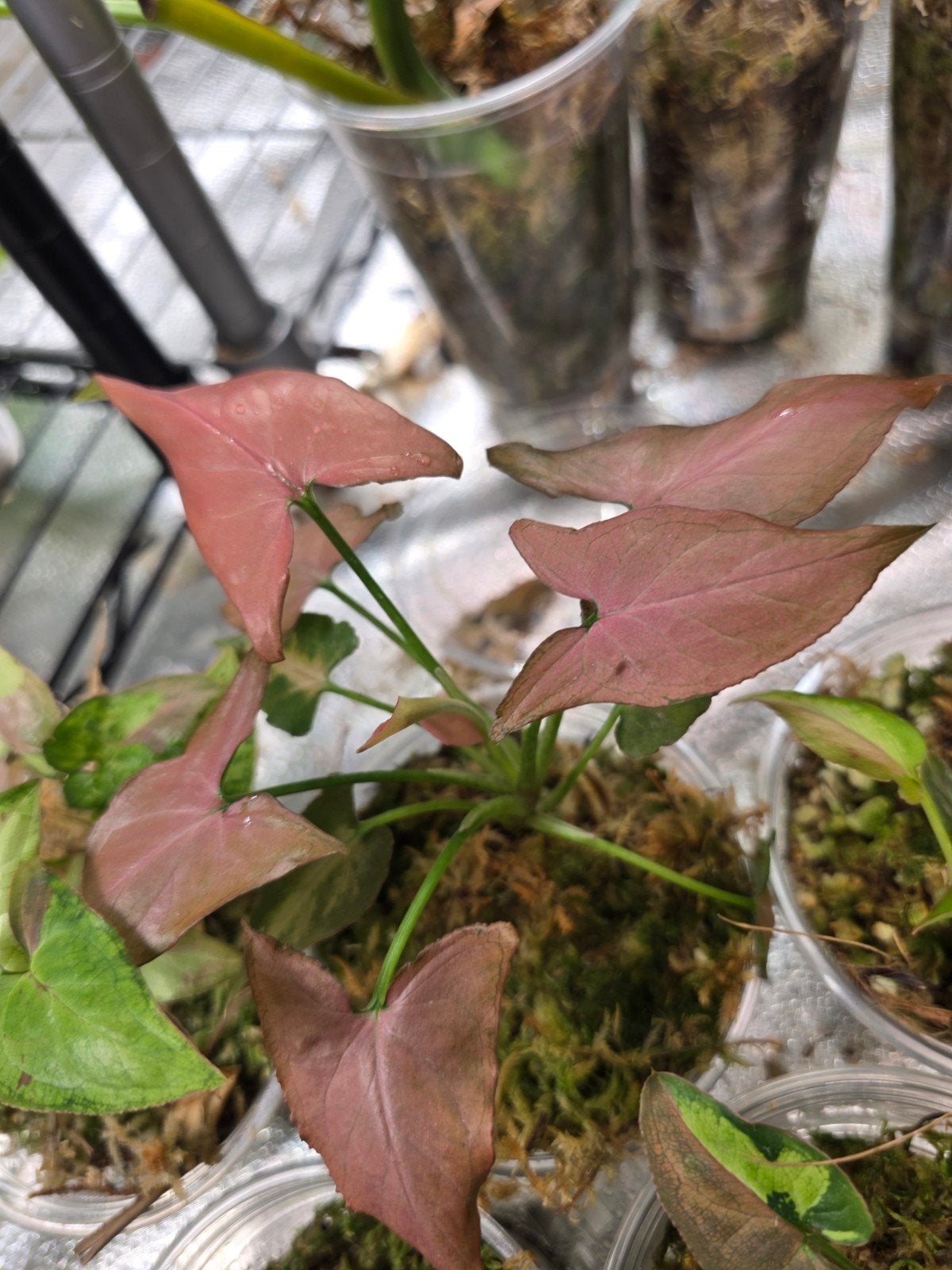 Syngonium pakket, Huis en Inrichting, Ophalen of Verzenden, Halfschaduw, Minder dan 100 cm