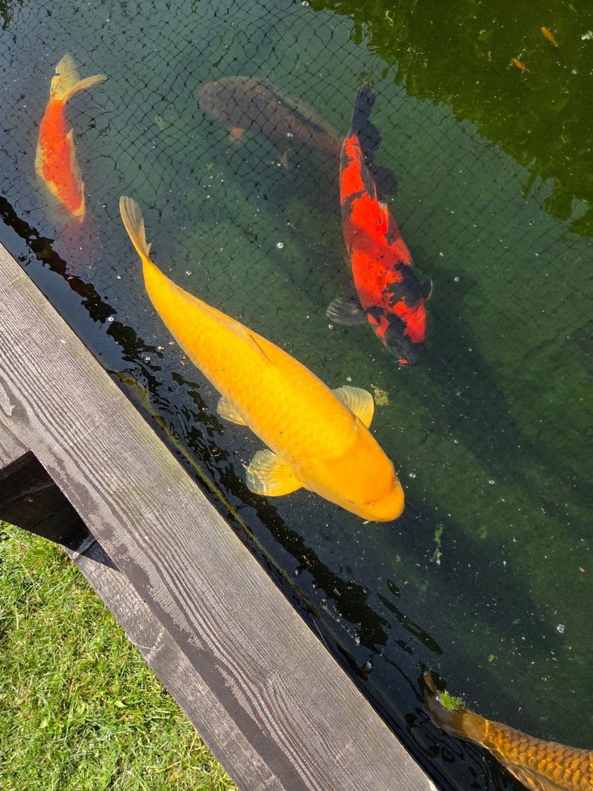 Diverse jumbo koi., Dieren en Toebehoren, Vissen | Vijvervissen, Karper of Koi