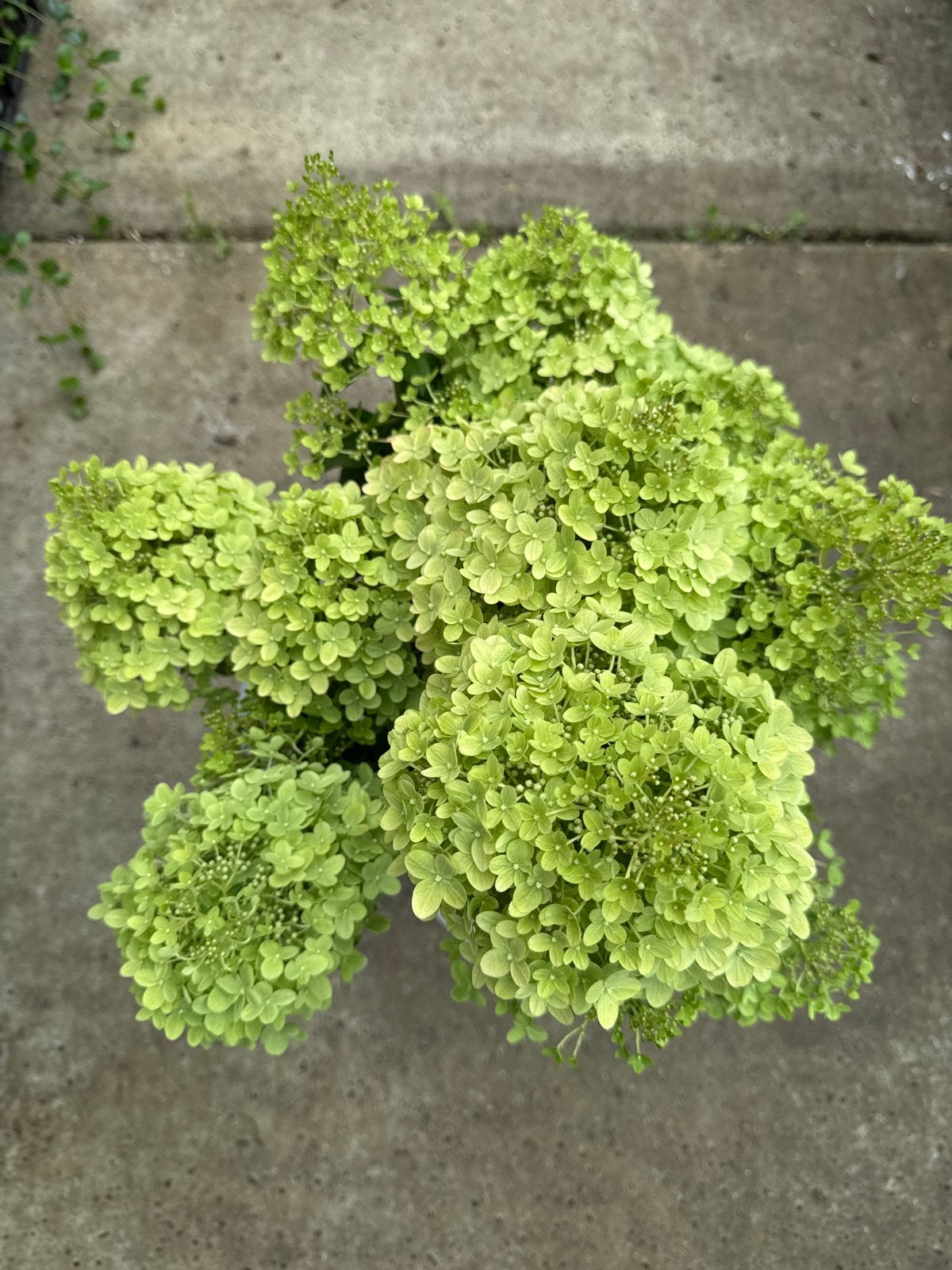 Hortensia Bloomulus - Nu in de aanbieding!, Vaste plant, Halfschaduw, Zomer, Ophalen