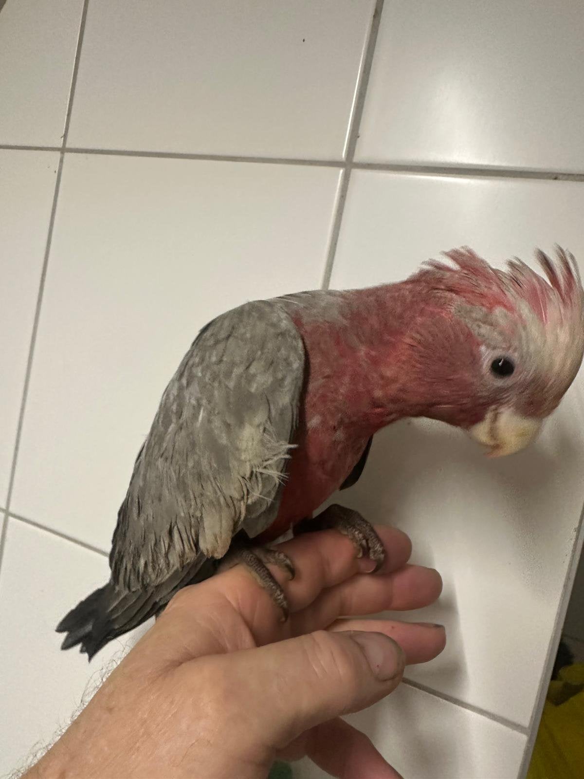 Lieve jonge tamme eigen kweek rose kaketoe 17 weken, Mannelijk, Papegaai, Geringd