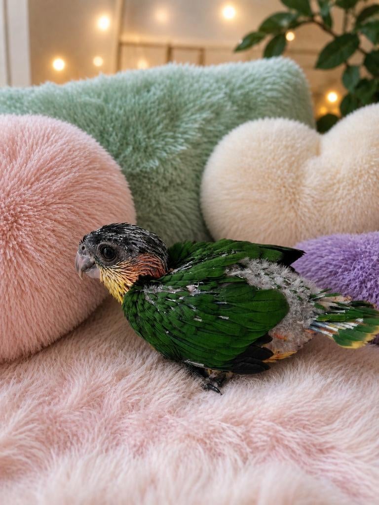 Zeer tamme zwartkop caique, Dieren en Toebehoren, Vogels | Parkieten en Papegaaien, Mannelijk, Papegaai, Geringd