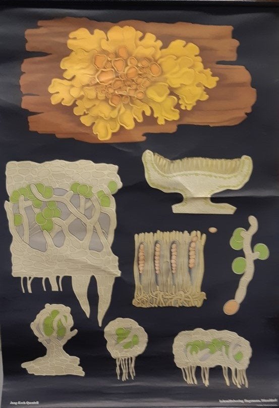 Oude schoolkaarten Biologie Mos Poliep Worm Mug Libel, Ophalen, Natuur en Biologie