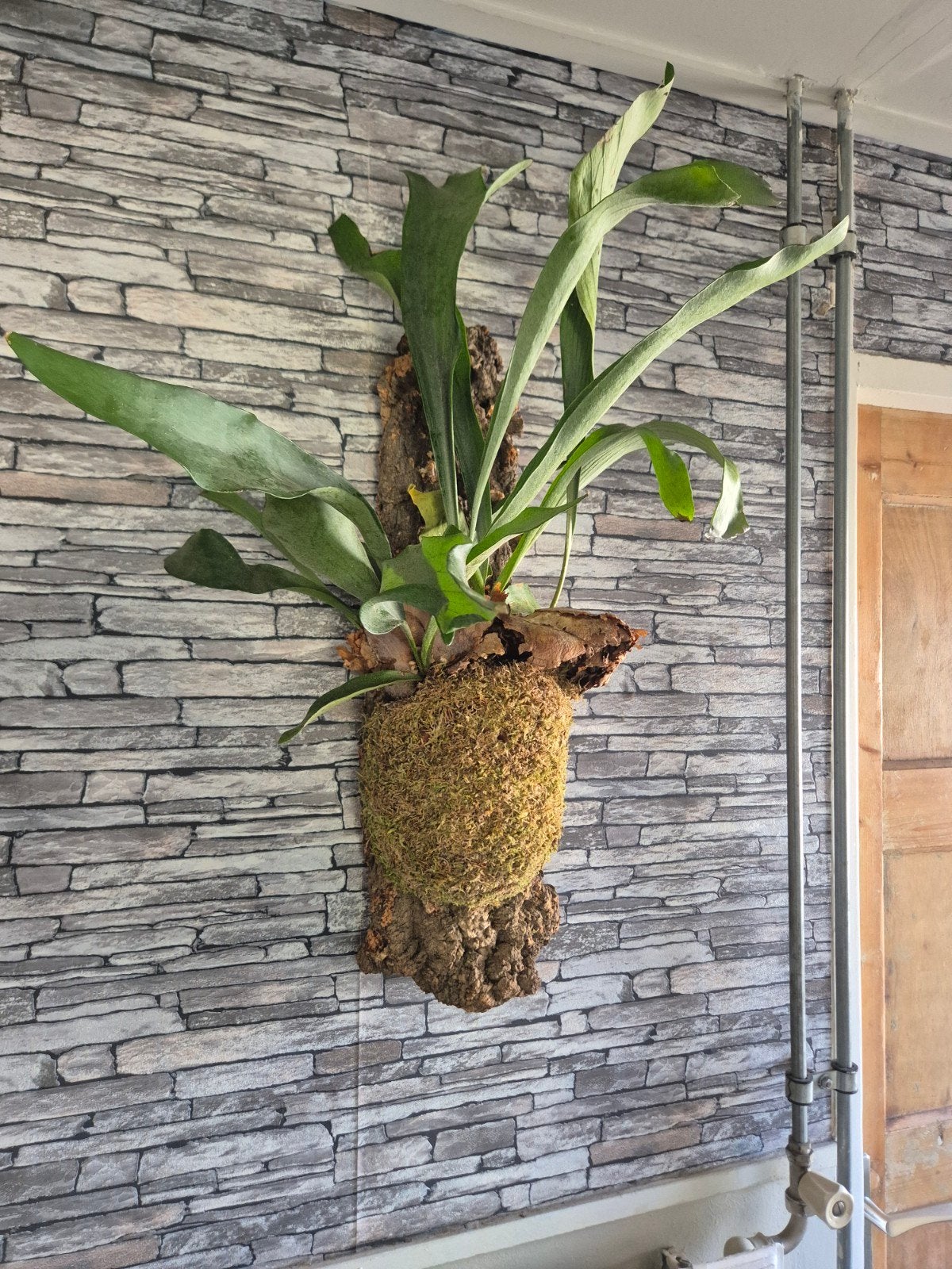 Hertshoorn op kurk XL, Overige soorten, Minder dan 100 cm, Groene kamerplant, Halfschaduw