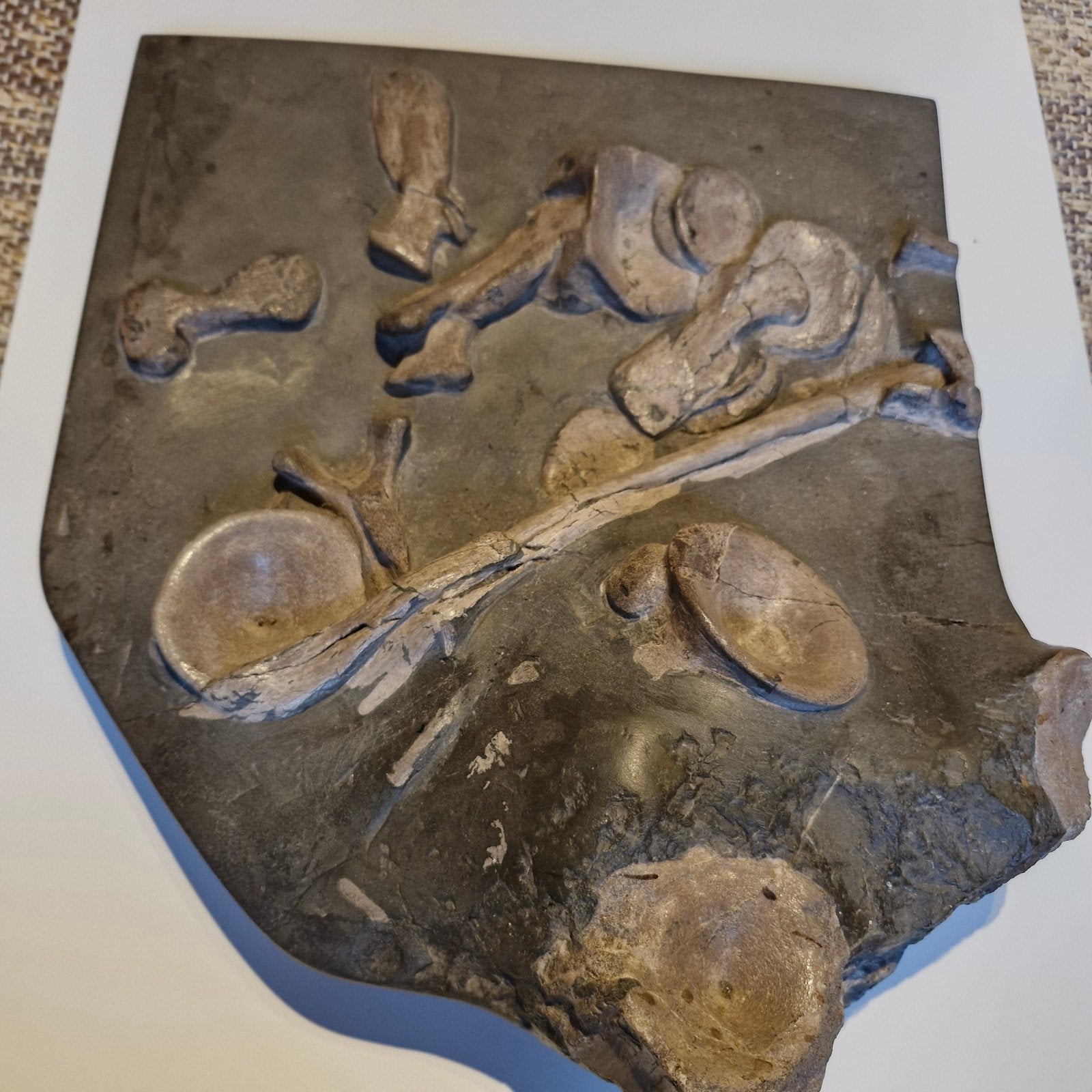 ichtyosaurus, Verzamelen, Ophalen of Verzenden, Fossiel