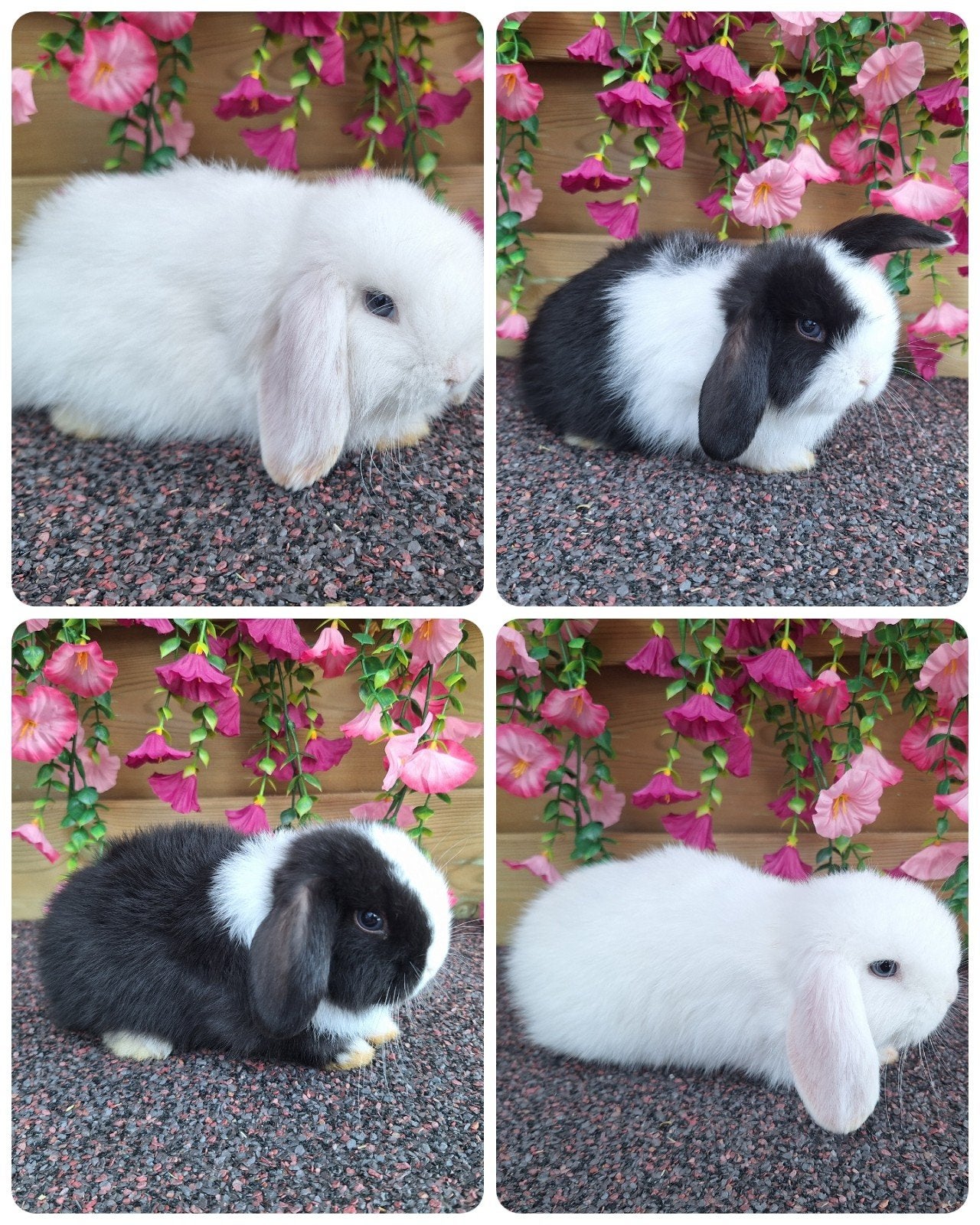 Nederlandse hangoor dwergen te koop, Dieren en Toebehoren, Konijnen, Meerdere dieren, Dwerg, Hangoor, 0 tot 2 jaar