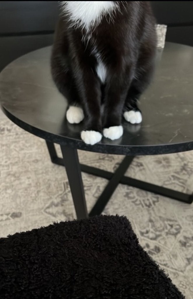 Huiskat ter herplaatsing, Dieren en Toebehoren, Kater