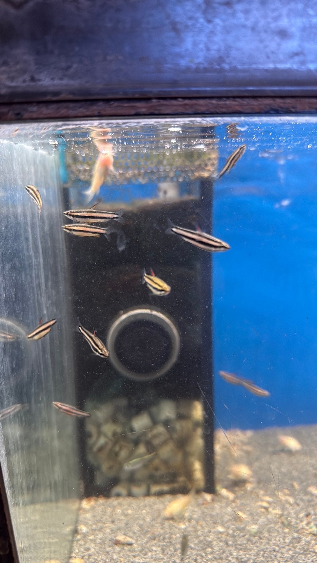 Potloodvisjes nannostomus marginatus, Dieren en Toebehoren, Vis, Zoetwatervis, Schoolvis