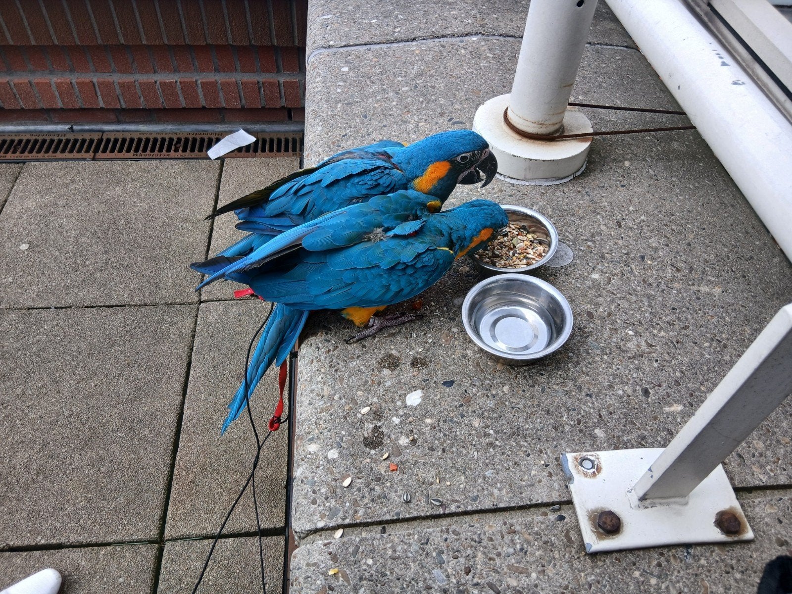 extreem tam koppel blauwkeel ara's 1 en 2 jaar oud met cites, Meerdere dieren, Papegaai, Pratend