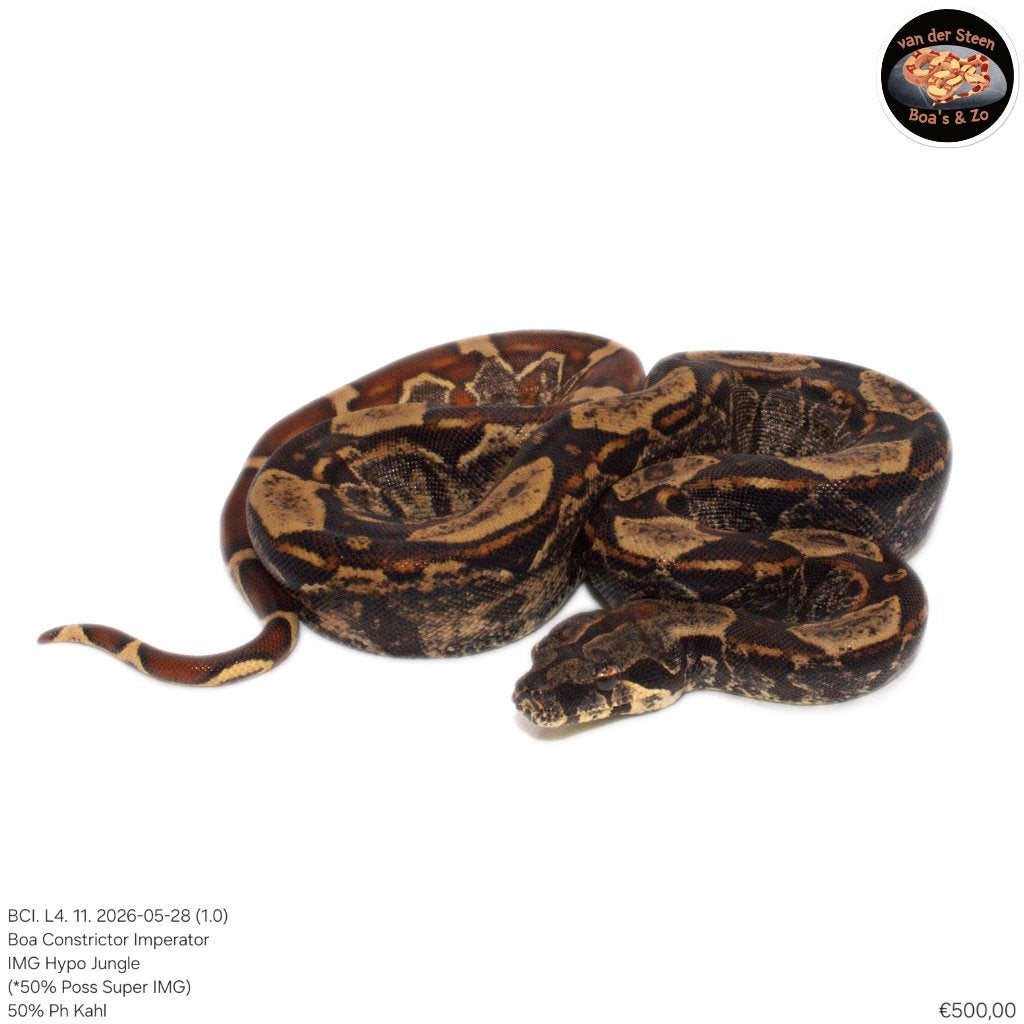 Boa Constrictor Imperator Litter 04 2026 Boa Constrictor photo 10