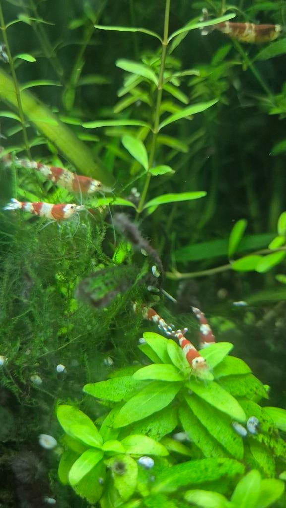 Cristal red garnalen, Kreeft, Krab of Garnaal