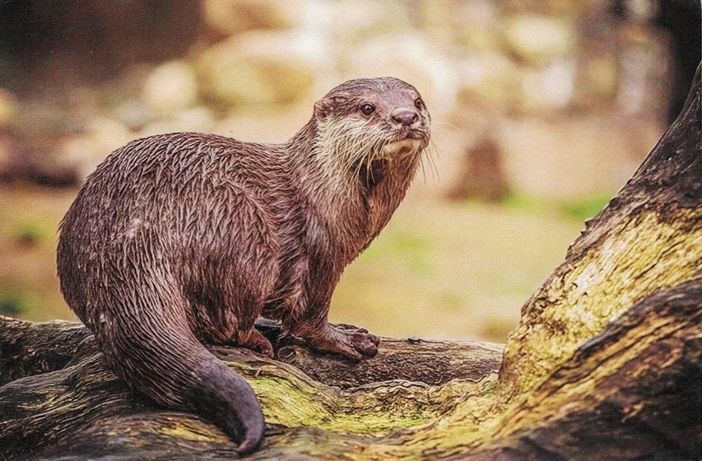 Otter 337, Verzenden, 1980 tot heden, Ongelopen, Waterdier