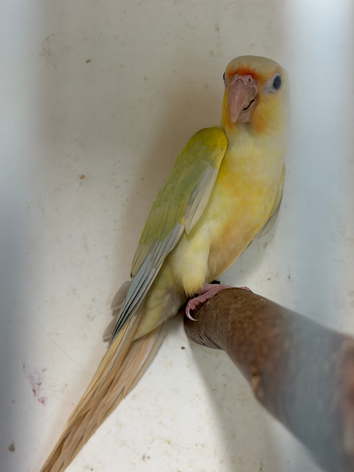 Te koop Pyrrhura, Dieren en Toebehoren, Vogels | Parkieten en Papegaaien, Meerdere dieren, Parkiet, Geringd