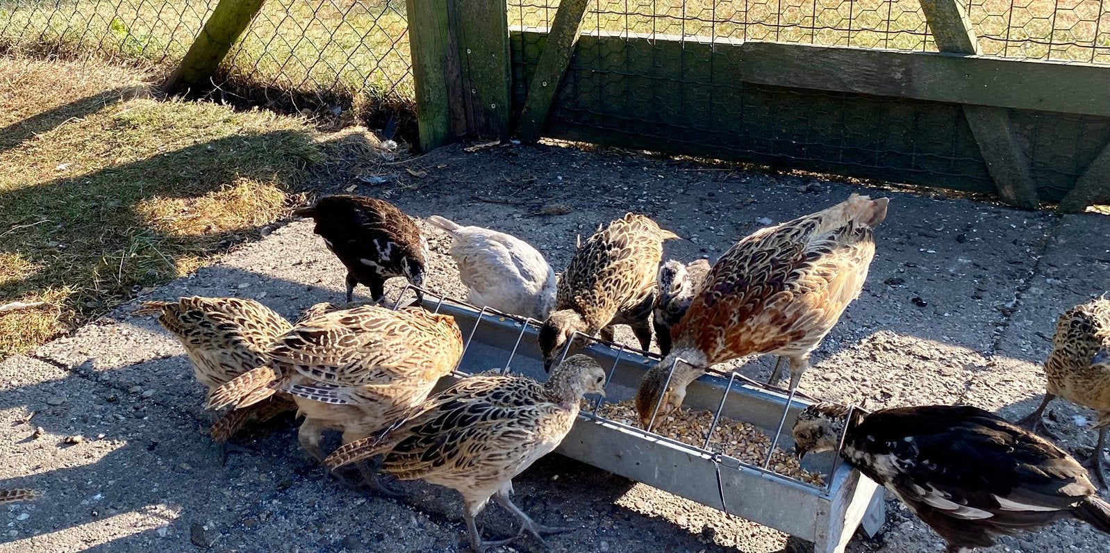 Bosfazanten hanen te koop, Dieren en Toebehoren, Meerdere dieren, Overige soorten