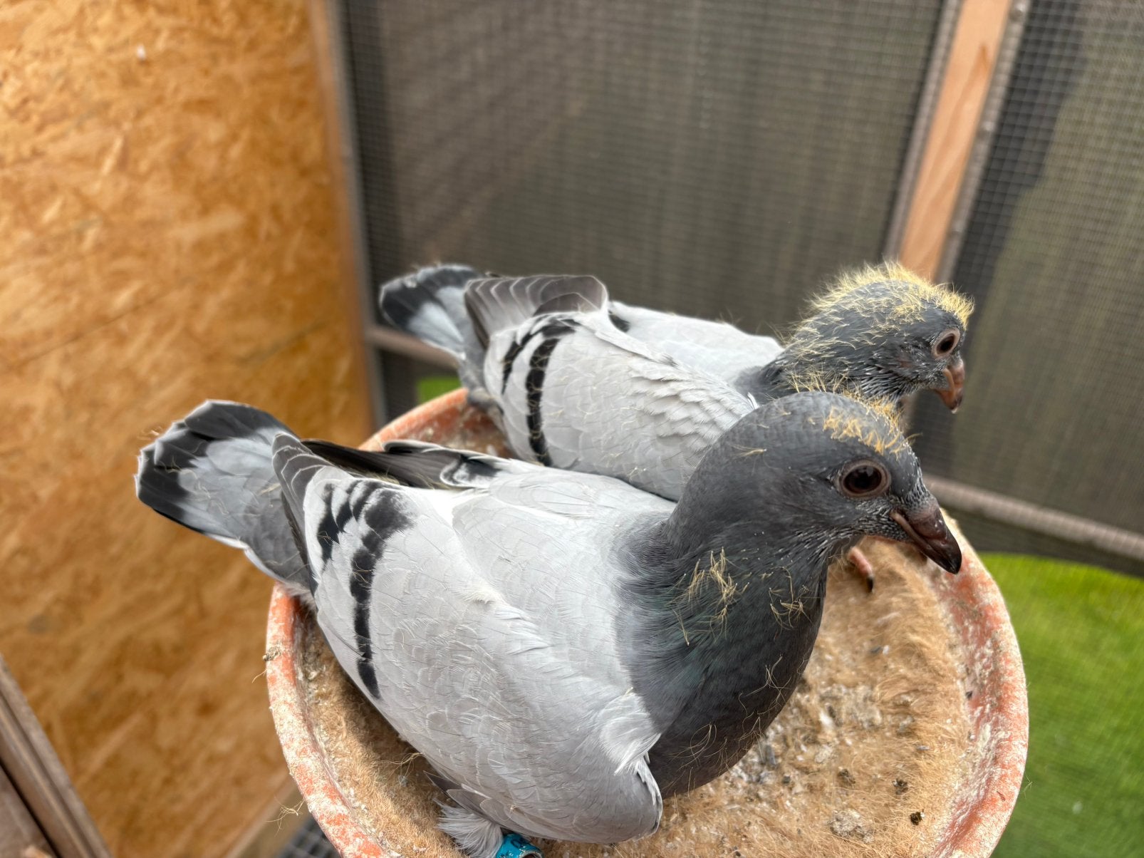 Postduiven, Meerdere dieren, Kip