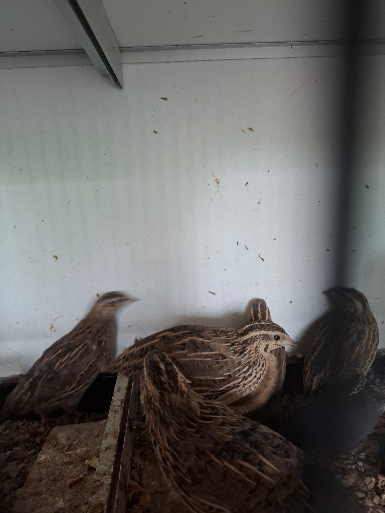 Europese kwartels, Dieren en Toebehoren, Pluimvee, Meerdere dieren, Overige soorten