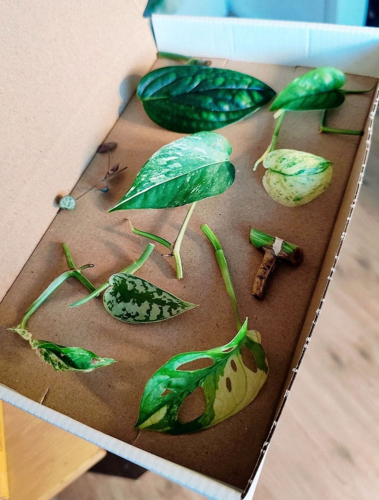 Stekjesbox Specials variegata, Ophalen, Halfschaduw, Minder dan 100 cm