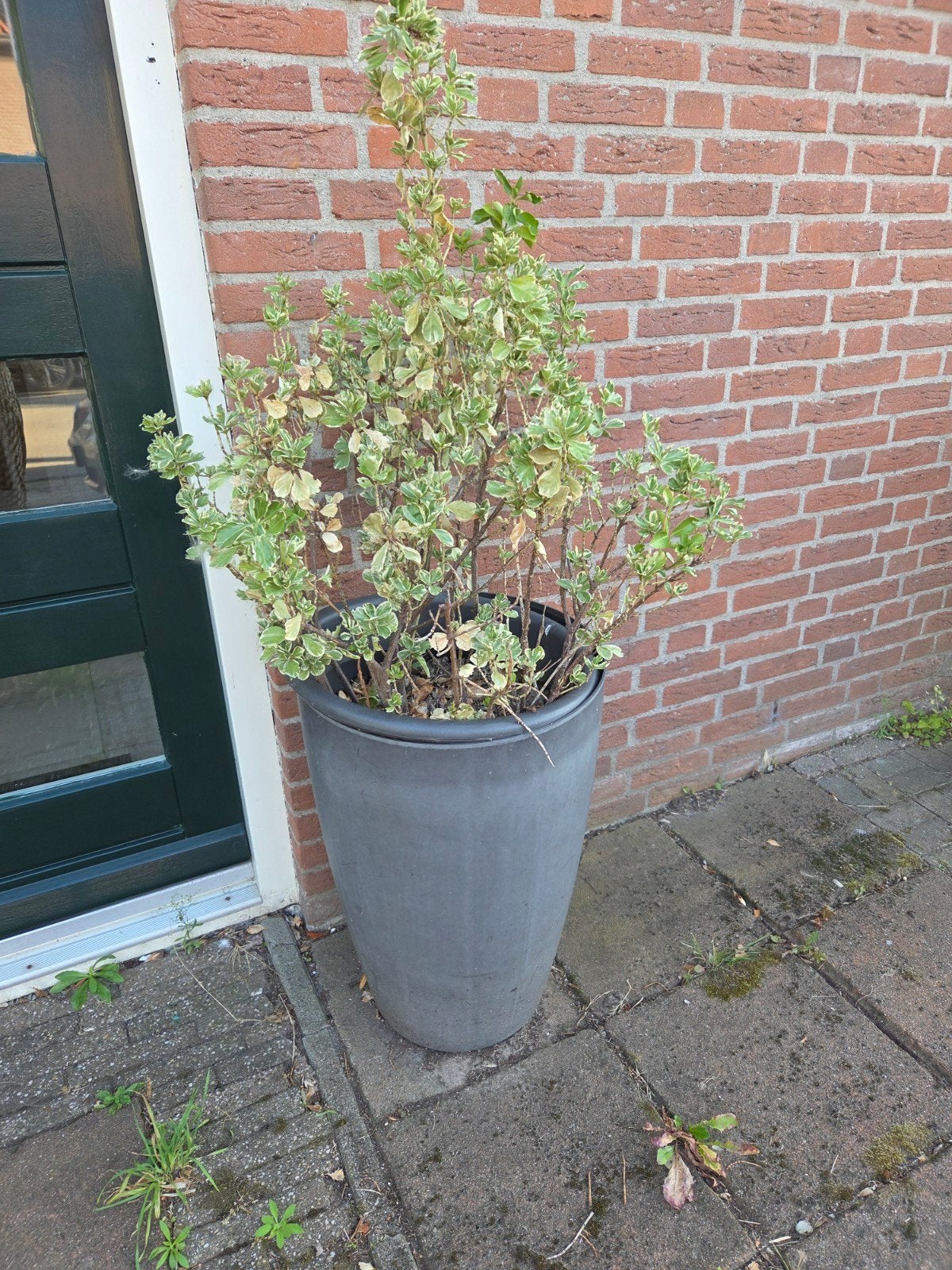 Grote grijze bloempot met plant, Kunststof, Gebruikt, Rond, Balkon