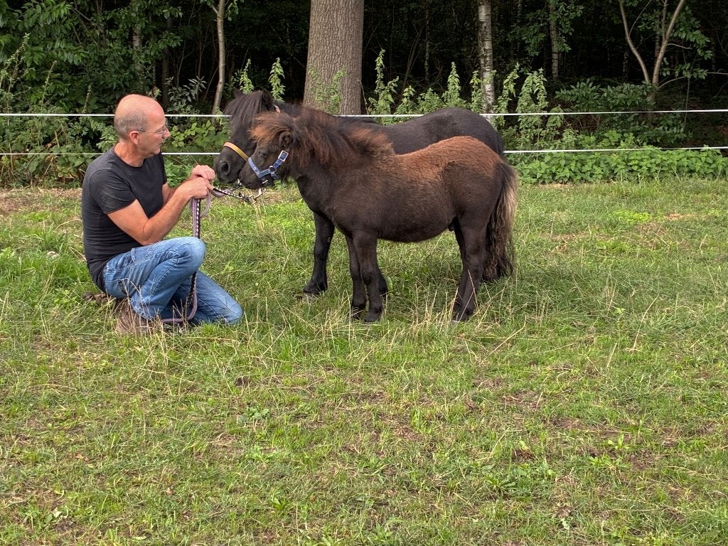 Mini shetlander hengstveulen, Dieren en Toebehoren, Niet van toepassing, 0 tot 2 jaar, Hengst, A pony (tot 1.17m)