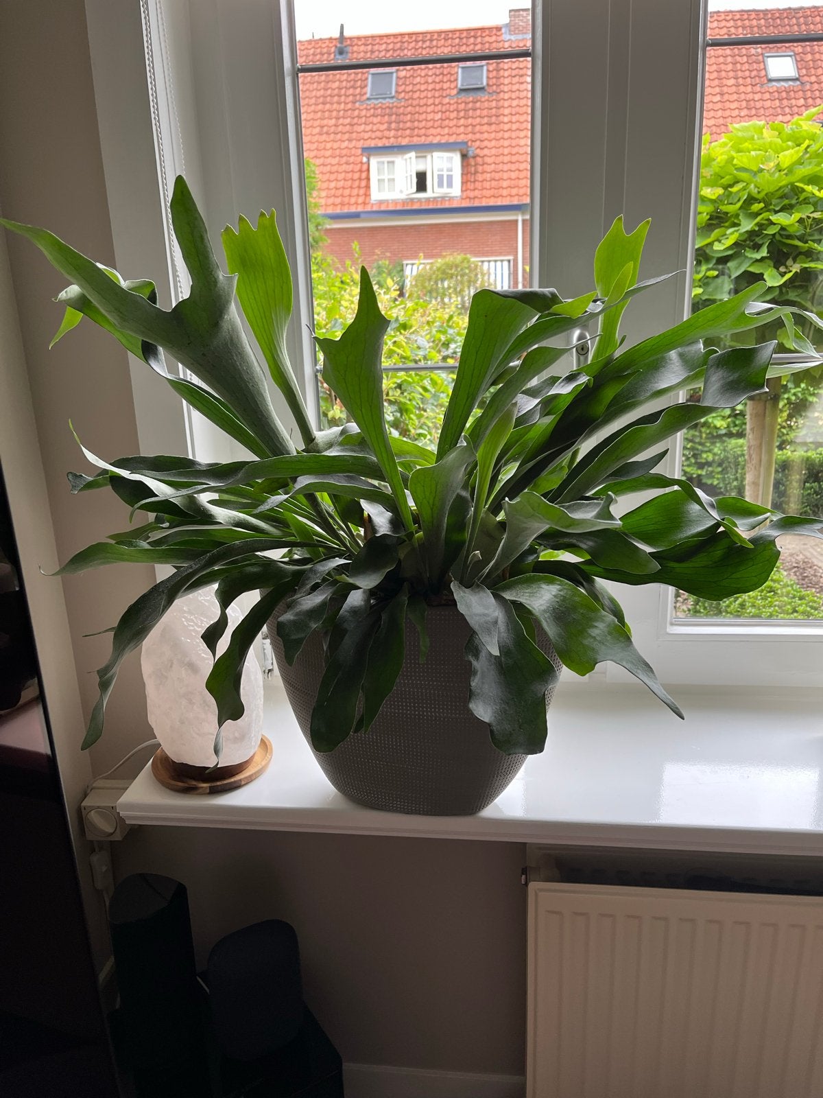 Grote Hertshoornvaren (Platycerium)  2x, Overige soorten, Minder dan 100 cm, Groene kamerplant, Halfschaduw