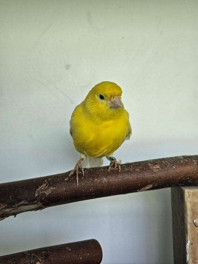 Knoet zoekt een huisje! (Kanarie), Vrouwelijk, Kleurkanarie