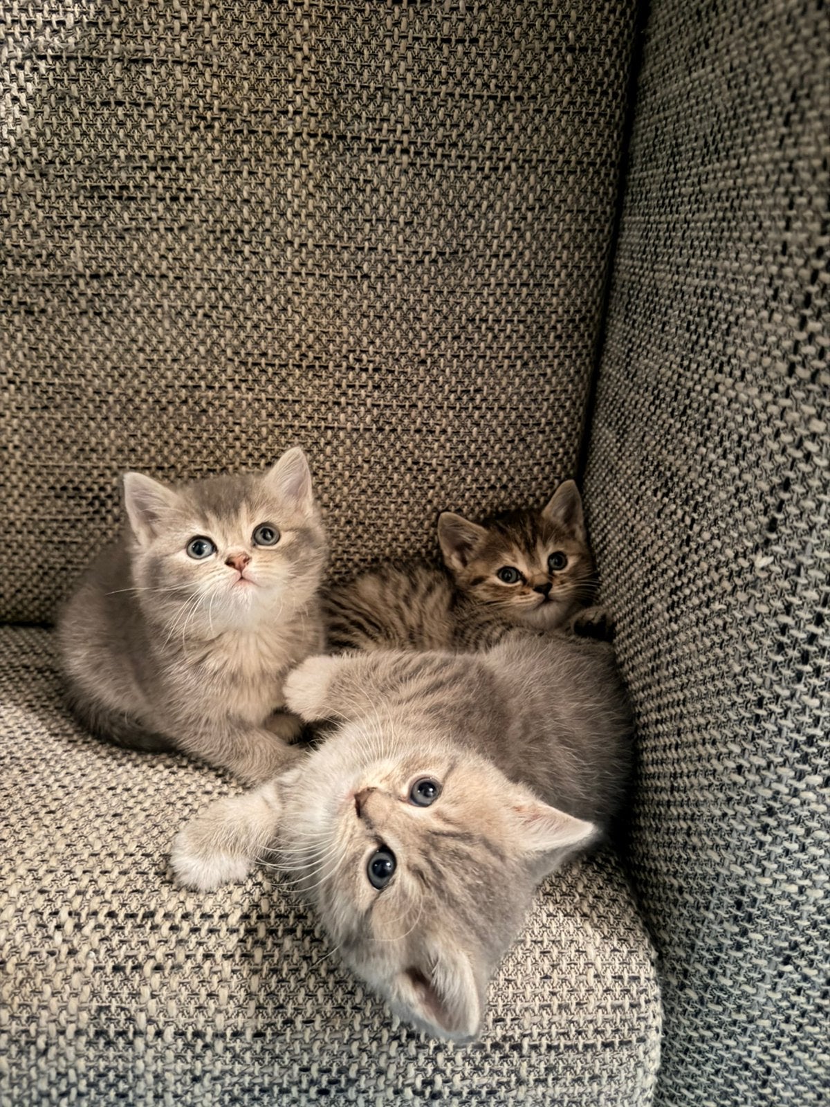 Kittens, Dieren en Toebehoren, Katten en Kittens | Raskatten | Korthaar, Meerdere dieren, Ontwormd