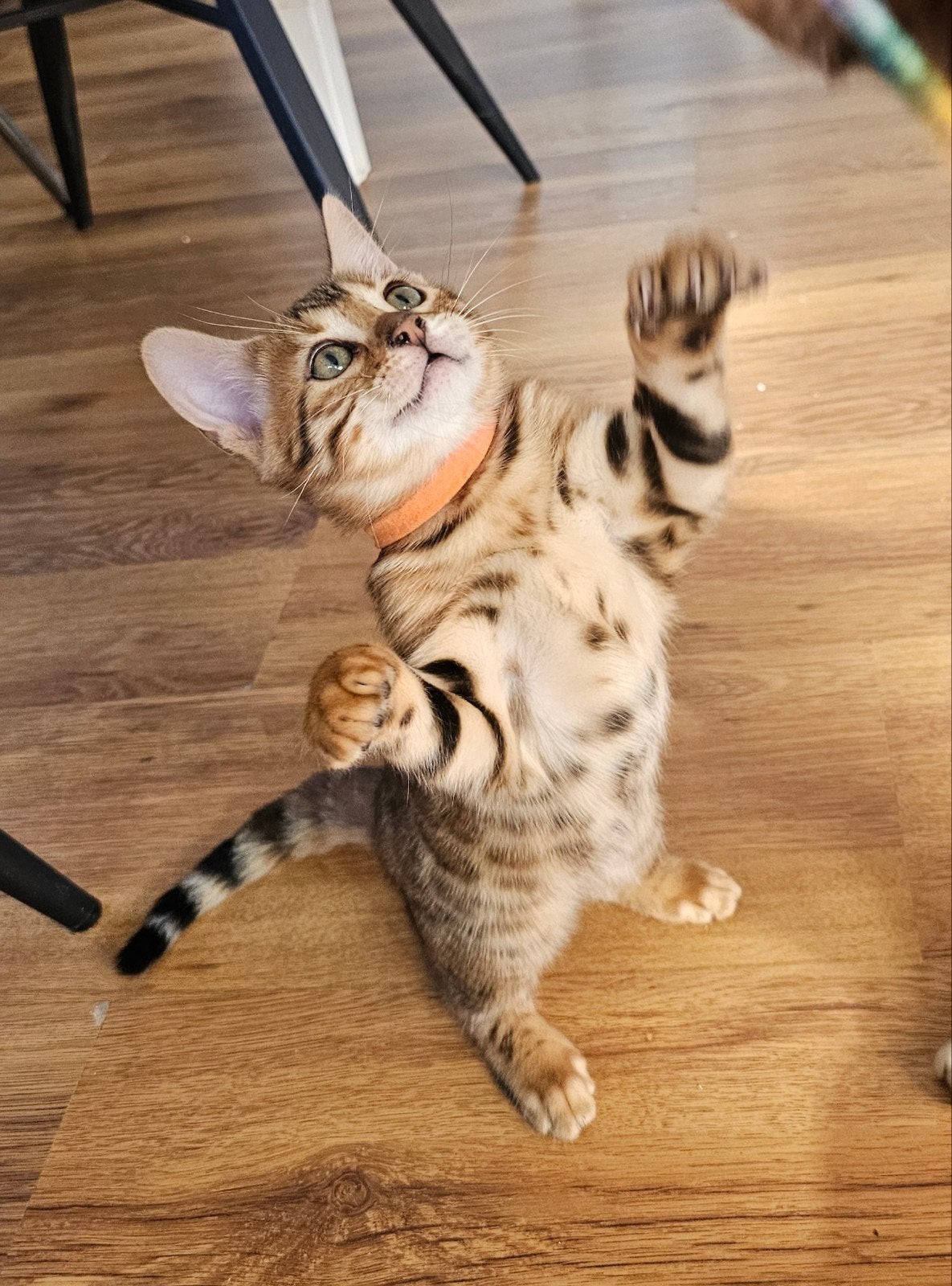 ☆Top ras☆ Bengaalse kitten met stamboom, Meerdere dieren, Met stamboom