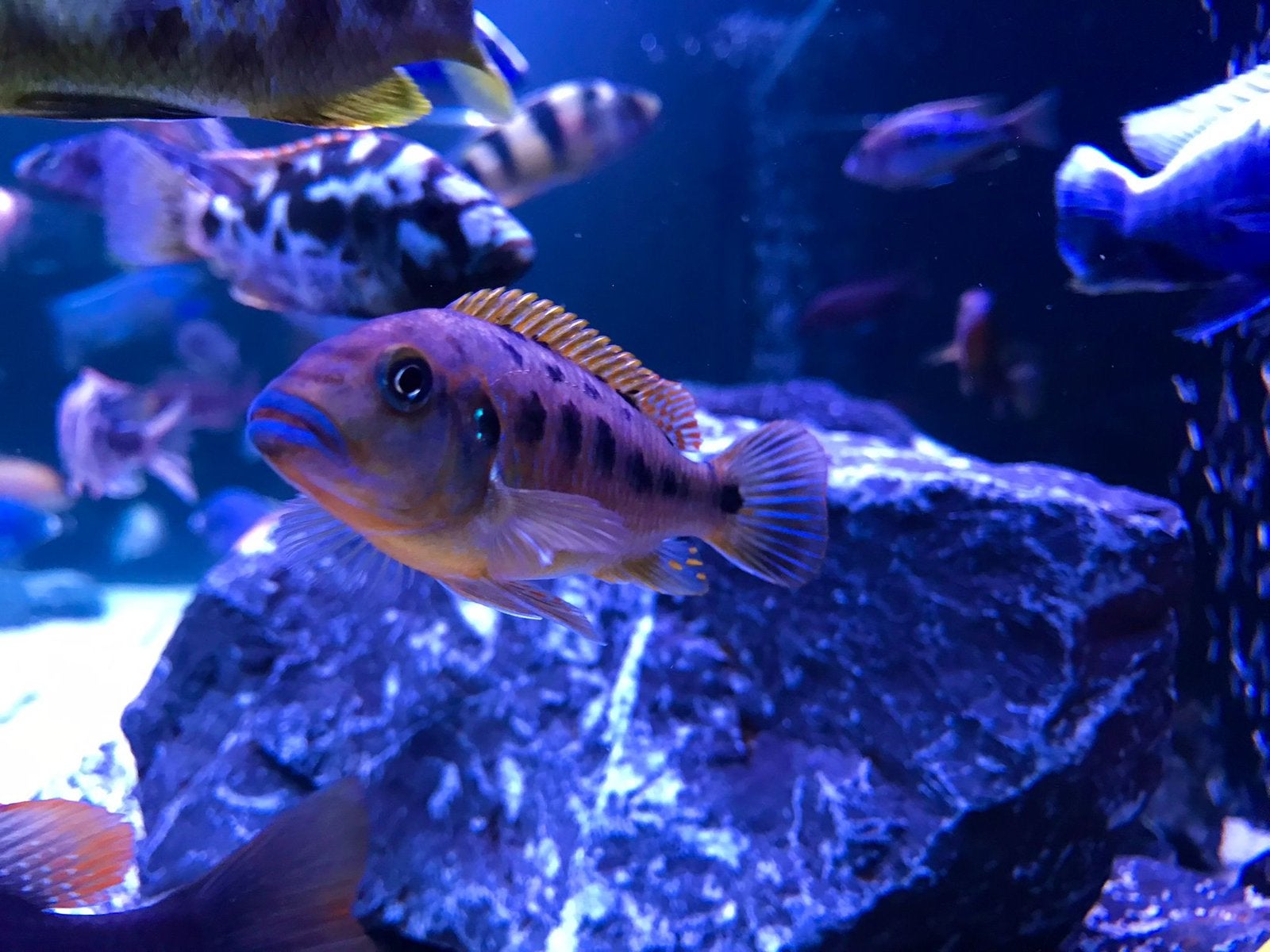 Pseudotropheus Wiliamsi blue lips, Vis